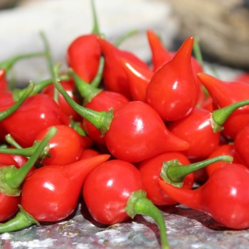 Gemüsechili De Bico (Schärfe 1) (Samen)