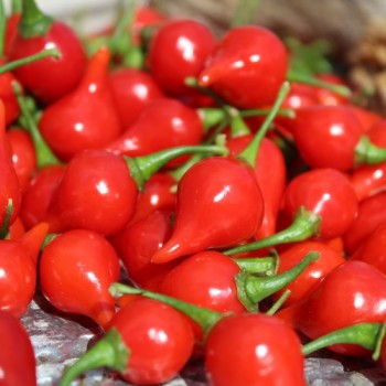 Gemüsechili De Bico (Schärfe 1) (Samen)