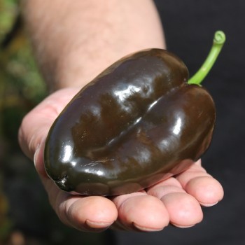 Gemüsechili Ancho Mulato (Schärfe 0) (Samen)