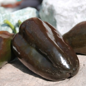 Gemüsechili Ancho Mulato (Schärfe 0) (Samen)