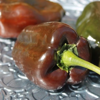 Gemüsechili Ancho Mulato (Schärfe 0) (Samen)