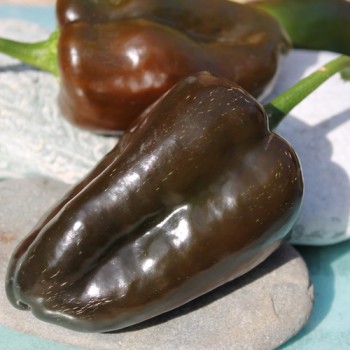 Gemüsechili Ancho Mulato (Schärfe 0) (Samen)