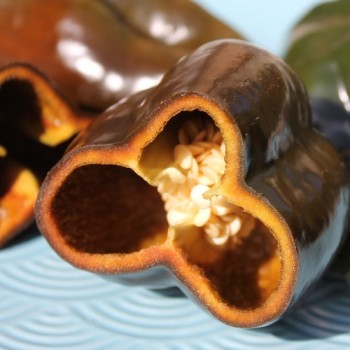 Gemüsechili Ancho Mulato (Schärfe 0) (Samen)