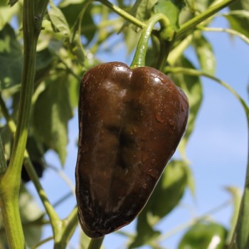 Gemüsechili Ancho Mulato (Schärfe 0) (Samen)