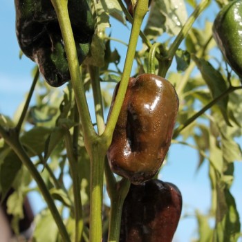 Gemüsechili Ancho Mulato (Schärfe 0) (Samen)