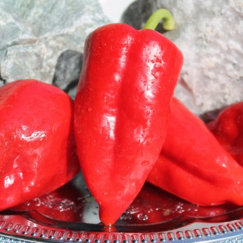 Gemüsechili Ancho Poblano (Schärfe 1) (Samen)