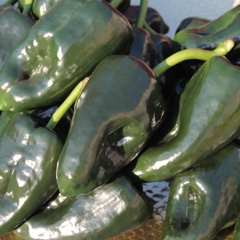 Gemüsechili Ancho Poblano (Schärfe 1) (Samen)