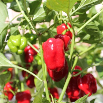 Gemüsechili Cayun Belle (Schärfe 1) (Samen)