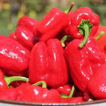 Gemüsechili Cayun Belle (Schärfe 1) (Samen)