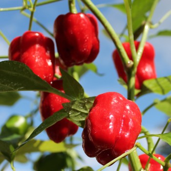 Gemüsechili Cayun Belle (Schärfe 1) (Samen)