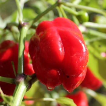Gemüsechili Cayun Belle (Schärfe 1) (Samen)