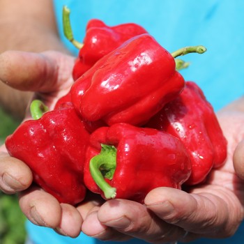 Gemüsechili Cayun Belle (Schärfe 1) (Samen)