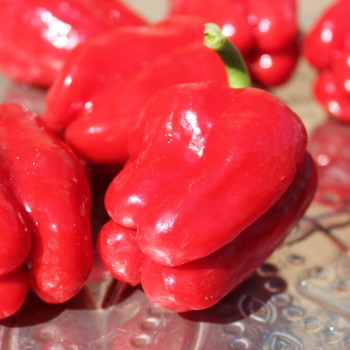 Gemüsechili Cayun Belle (Schärfe 1) (Samen)