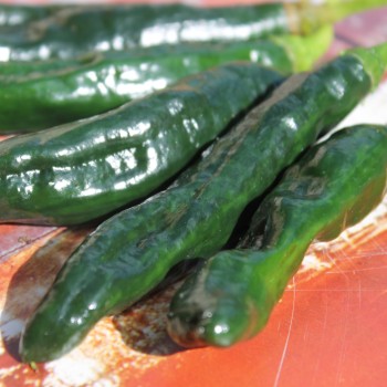 Gemüsechili Pasilla Bajo (Schärfe 1) (Samen)
