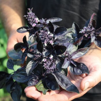 Genoveser Basilikum rot (Samen)