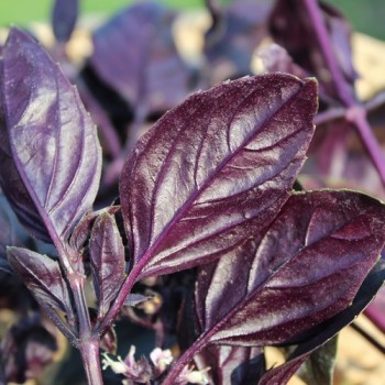 Genoveser Basilikum rot (Samen)