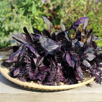 Genoveser Basilikum rot (Samen)