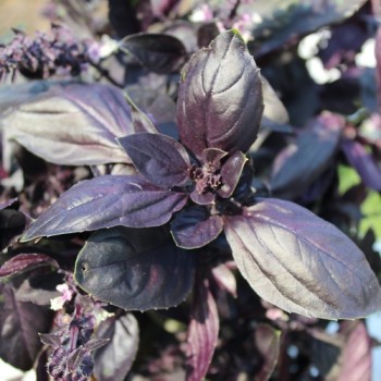 Genoveser Basilikum rot (Samen)