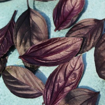 Genoveser Basilikum rot (Samen)