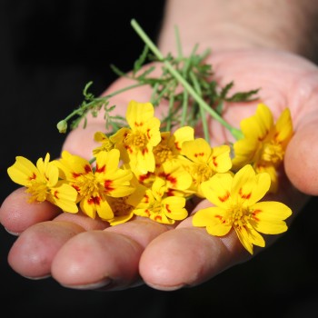 Gewürztagetes Lemon Star (Samen)