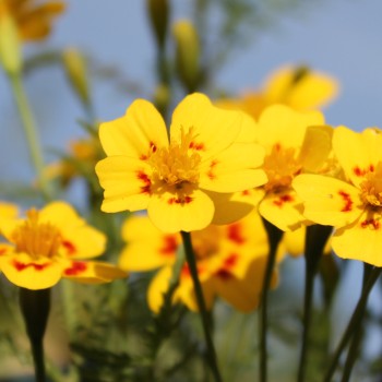 Gewürztagetes Lemon Star (Samen)