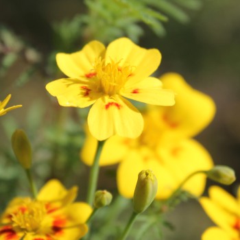 Gewürztagetes Lemon Star (Samen)