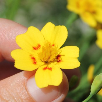 Gewürztagetes Lemon Star (Samen)