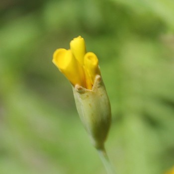 Gewürztagetes Lemon Star (Samen)