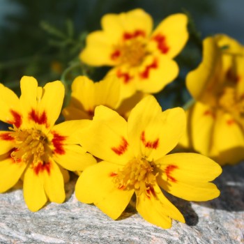 Gewürztagetes Lemon Star (Samen)