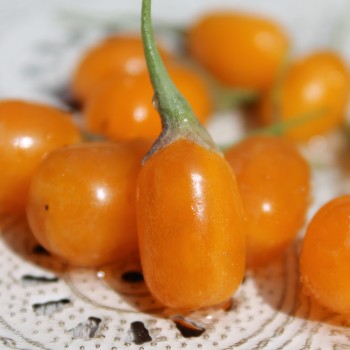 Goji Golden Honey (Pflanze)