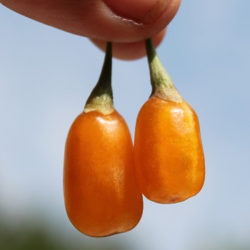 Goji Golden Honey (Pflanze)