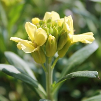 Goldlack Primrose (Samen)