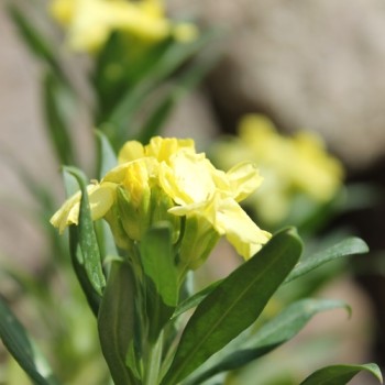 Goldlack Primrose (Samen)