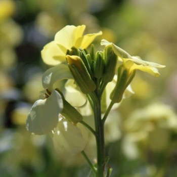 Goldlack Primrose (Samen)
