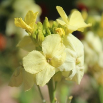 Goldlack Primrose (Samen)