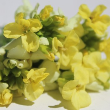 Goldlack Primrose (Samen)