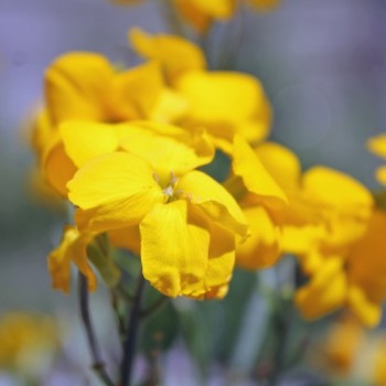 Goldlack Golden (Samen)