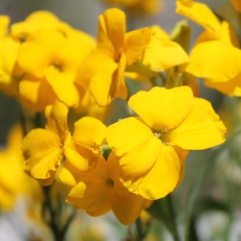 Goldlack Golden (Samen)