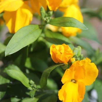 Goldlack Golden (Samen)