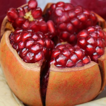 Granatapfel Sotschi Russia (Pflanze)
