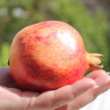 Granatapfel Agat (Pflanze)