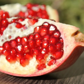 Granatapfel Agat (Pflanze)