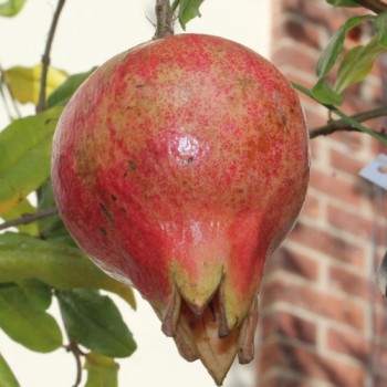 Granatapfel Agat (Pflanze)