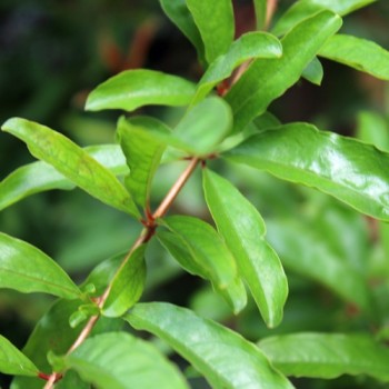 Granatapfel Agat (Pflanze)