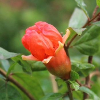 Granatapfel Agat (Pflanze)