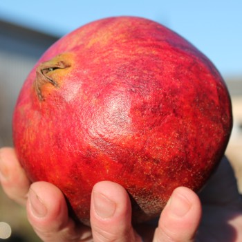 Granatapfel Asmar (Pflanze)
