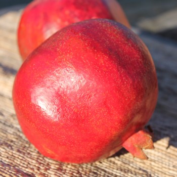 Granatapfel Asmar (Pflanze)
