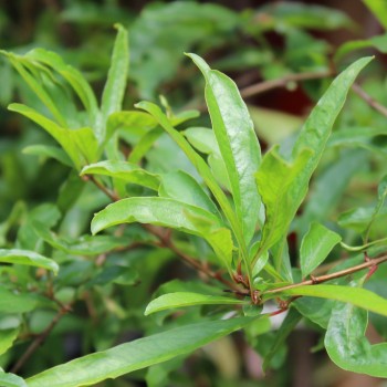 Granatapfel Asmar (Pflanze)