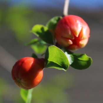 Granatapfel Gabes (Pflanze)