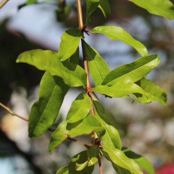 Granatapfel Gabes (Pflanze)
